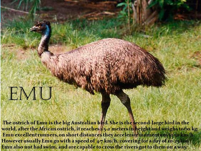The ostrich of Emu is the big Australian bird. She is the second-large bird